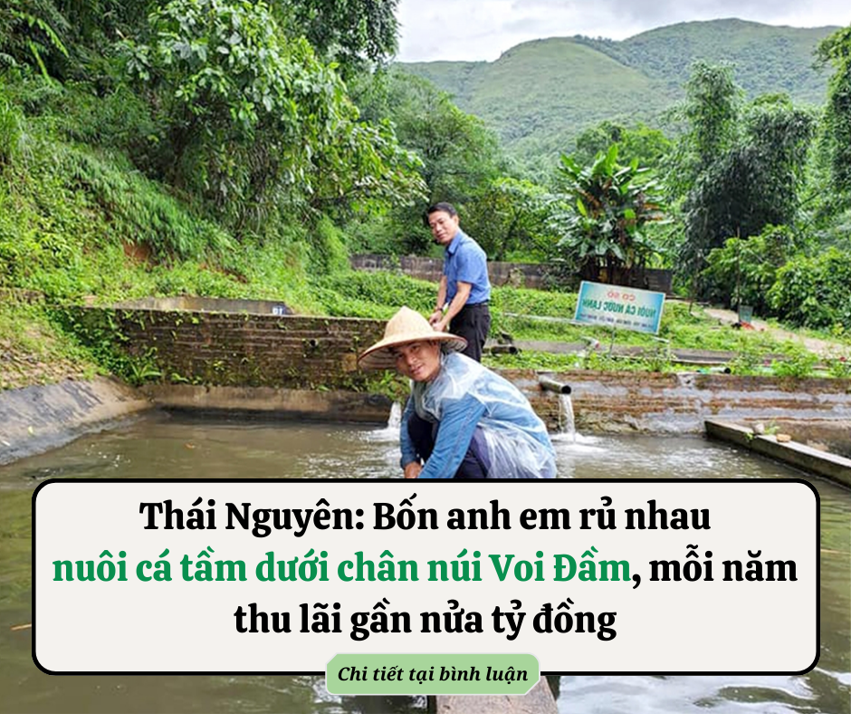 Vườn (61)